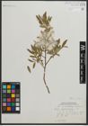 Foto von Salix myrtillifolia Anderson